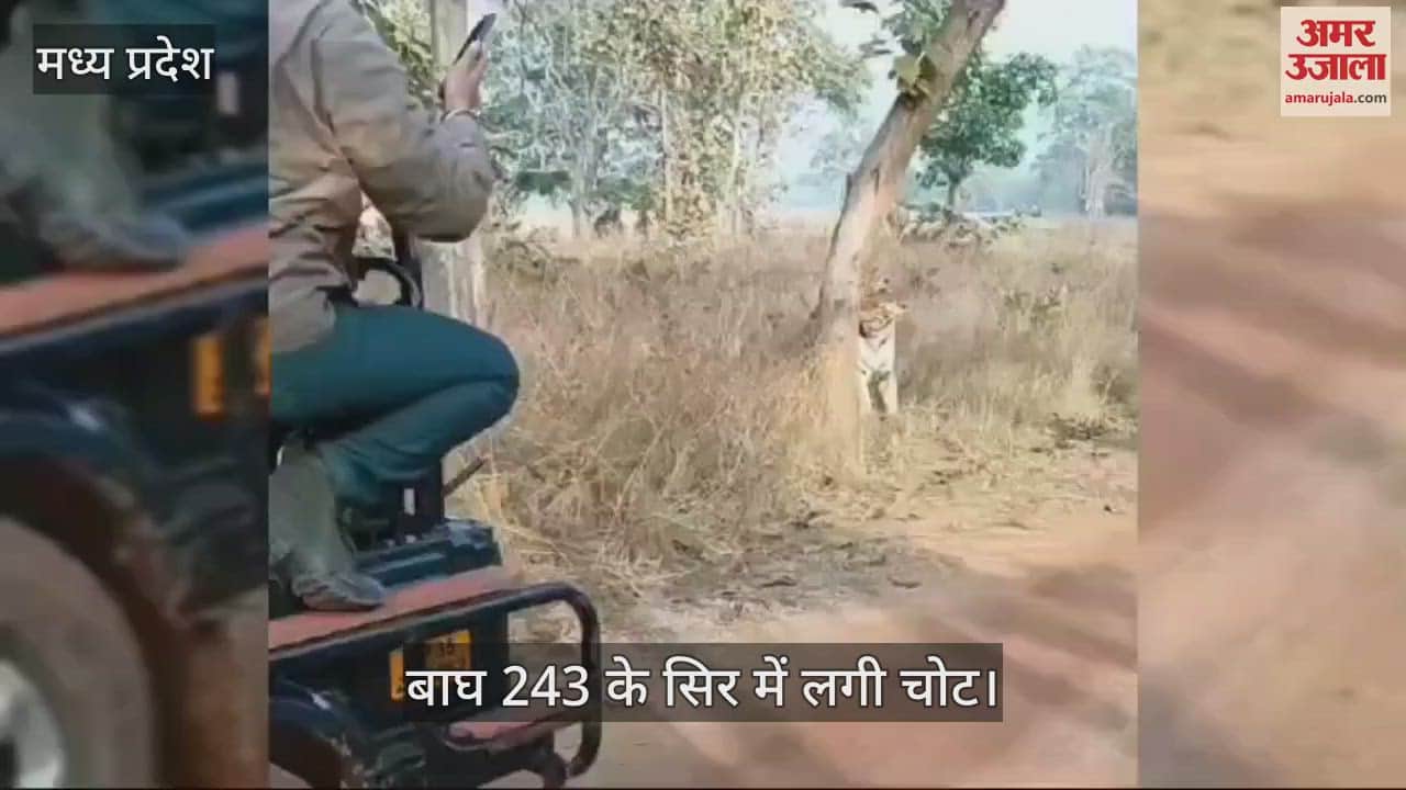 Tiger injured in Panna Tiger Reserve Tiger 243 has head injury