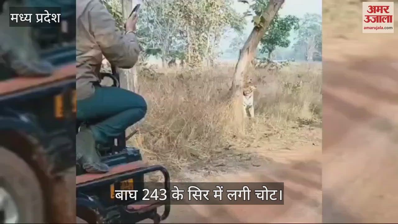 Tiger injured in Panna Tiger Reserve Tiger 243 has head injury