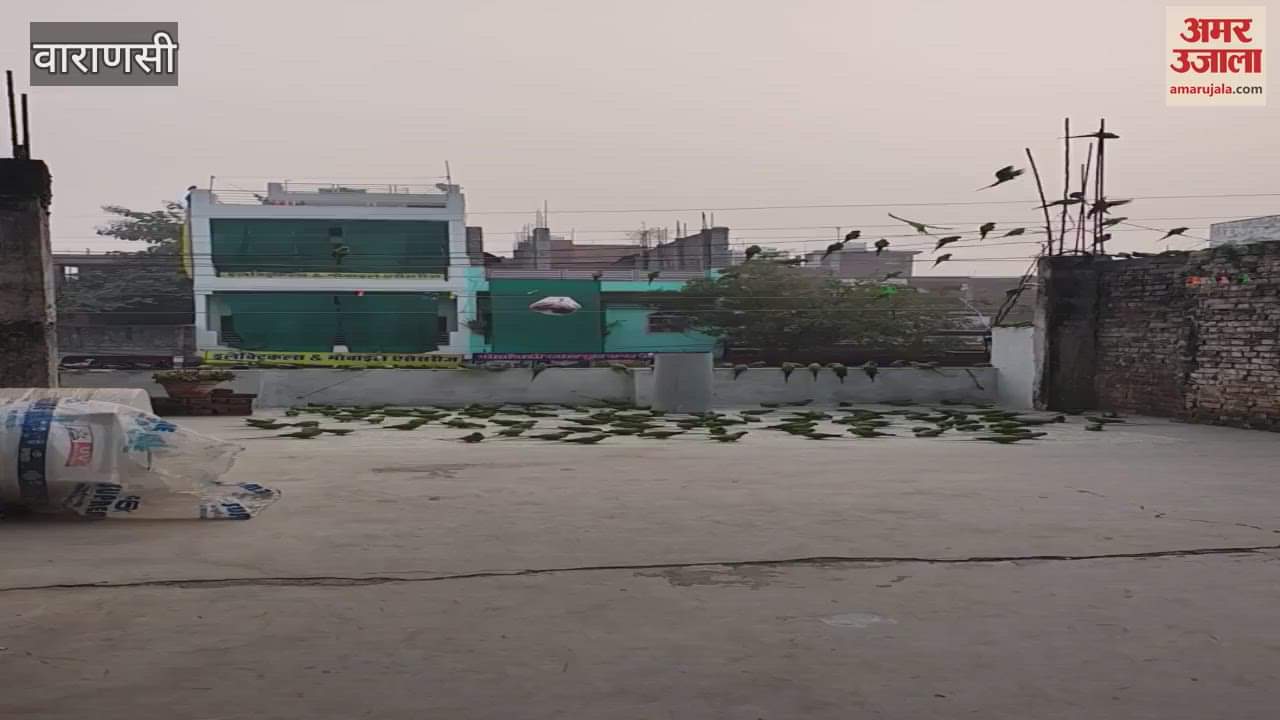VIDEO : Banaras Pakshirajan robot akshay kumar rajanikant parrots daily bird gathers roof house