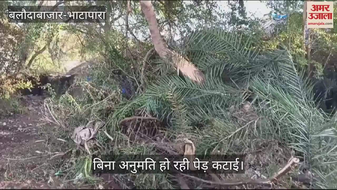 VIDEO : Trees are being felled without permission in Baloda Bazar administrative negligence or collusion