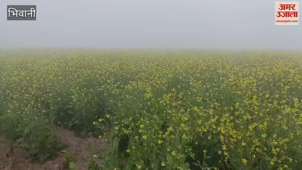 VIDEO : Cold wave increased chill in Bhiwani, crops are getting benefited from fog