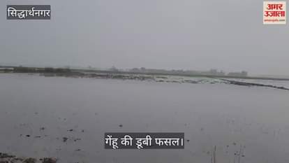 VIDEO : Crops drowned due to canal being cut