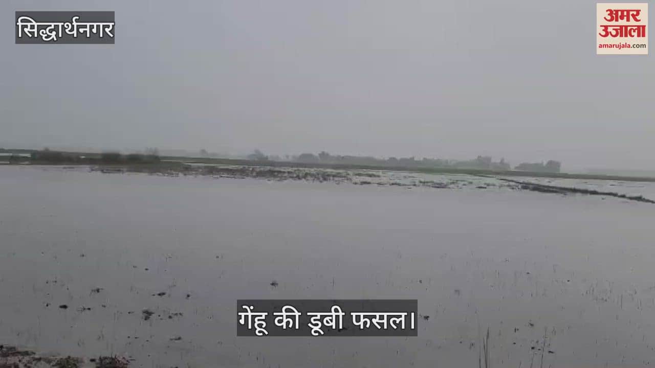 VIDEO : Crops drowned due to canal being cut