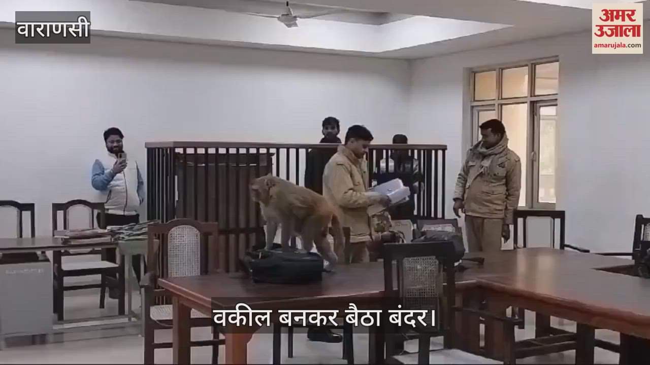VIDEO : monkey sits on lawyer chair in court at varanasi