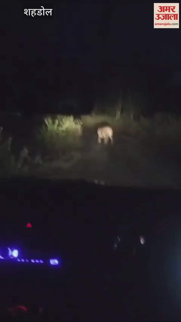 Shahdol Tiger roaming between Bodri and Khairaha attacked calf three teams of forest department are monitoring