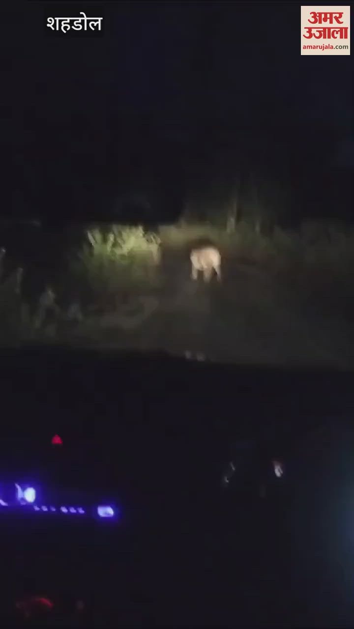 Shahdol Tiger roaming between Bodri and Khairaha attacked calf three teams of forest department are monitoring