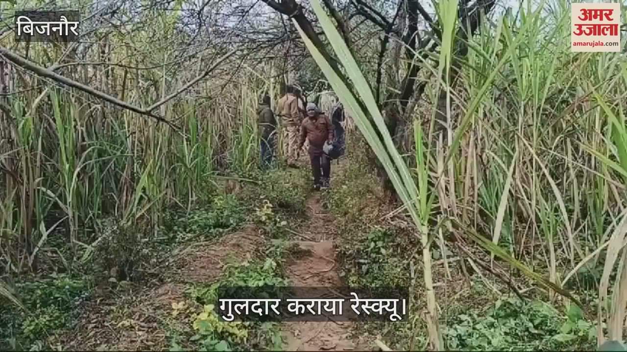 VIDEO : बिजनाैर में तारों के गुच्छे में फंसा गुलदार, वन विभाग की टीम ने कराया रेस्क्यू