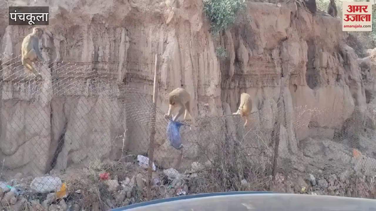 VIDEO : Baby monkey stuck in iron mesh in Panchkula