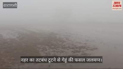 VIDEO : 30 acres of wheat crop submerged due to breaking of canal embankment in Chandauli farmers demanded compensation