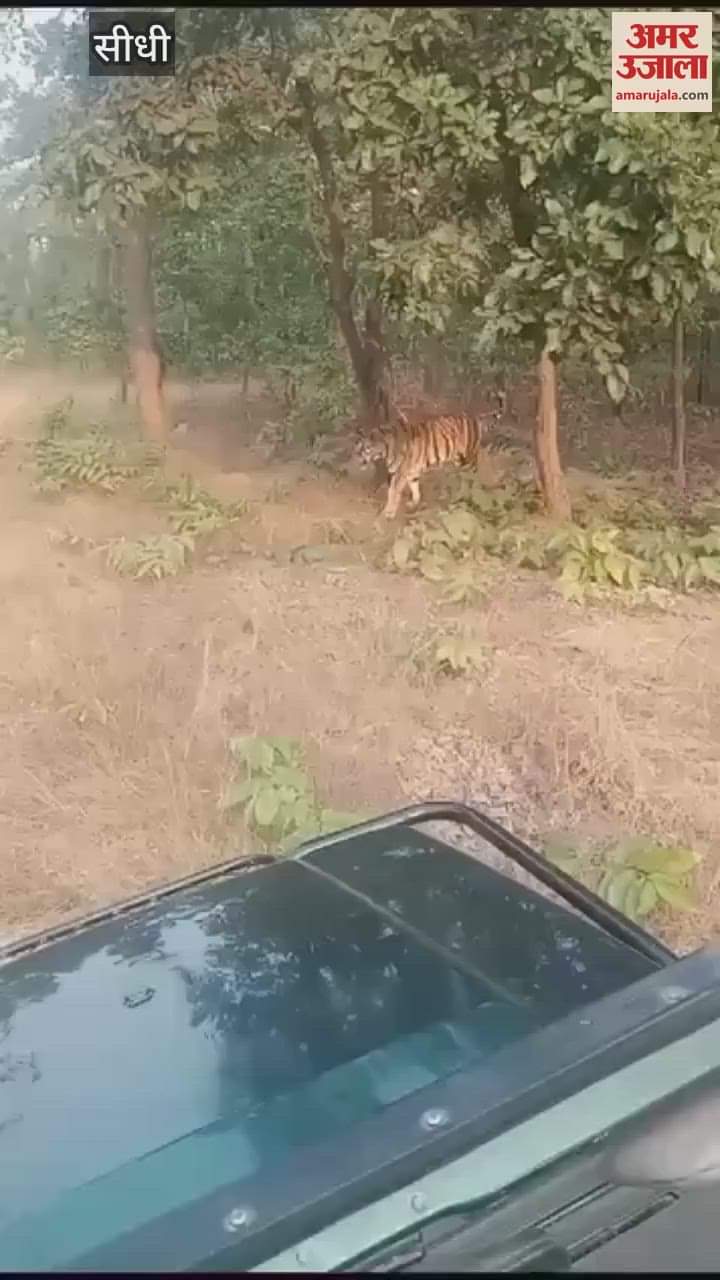 Vanraj felt thirsty and roared and walked near the river, video went viral