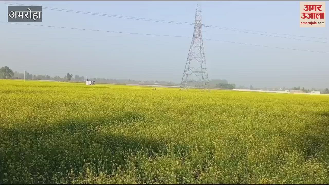 VIDEO : mustard crop bloomed as soon as the sun came out in Gajraula, the flowers were captivating the mind