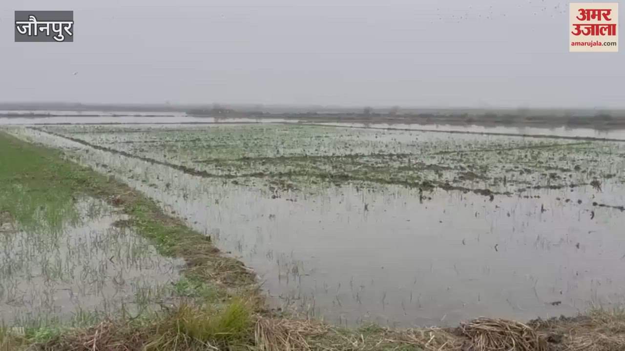 VIDEO : Farmers suffering canal not cleaned in jaunpur minor overflows water enters crops
