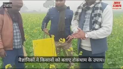 VIDEO : Apply grease on yellow paper and hang it to save mustard from aphids