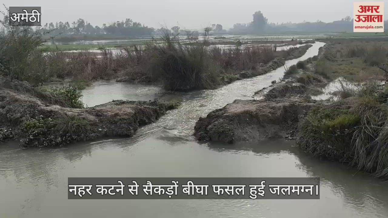 VIDEO : अमेठी में नहर कटने से सैकड़ों बीघा फसल हुई जलमग्न