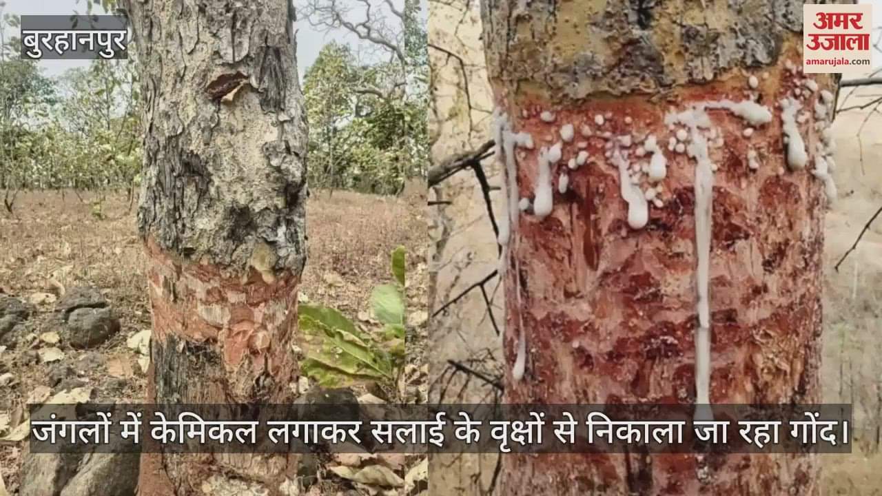 Gum is being extracted from Salai trees by applying chemicals in the forests