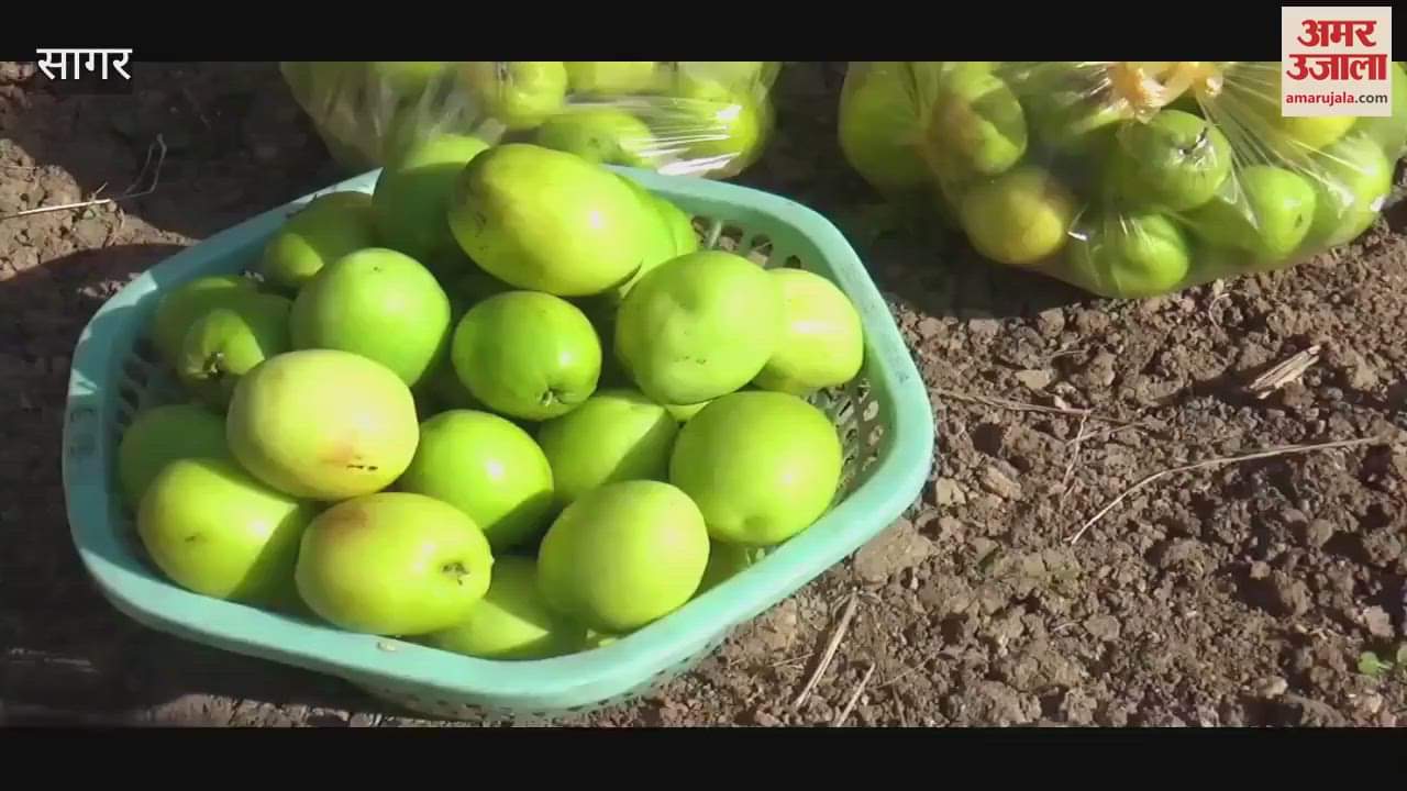 MP News Apple plum is being produced from raspberries in Sagar young farmer became millionaire by innovating