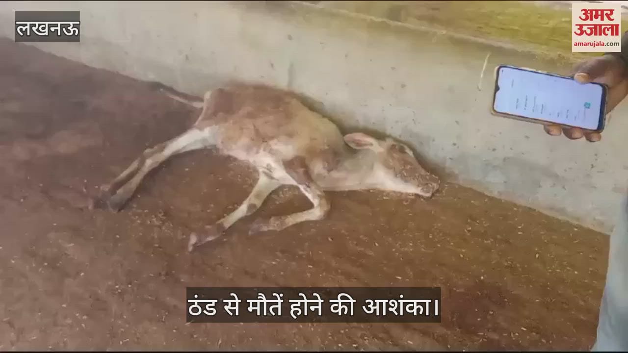 VIDEO : Mohanlalganj: गोवंश आश्रय केंद्र में गोवंशों की मौत, जहां-तहां पड़े हैं शव, ठंड से मरने की आशंका