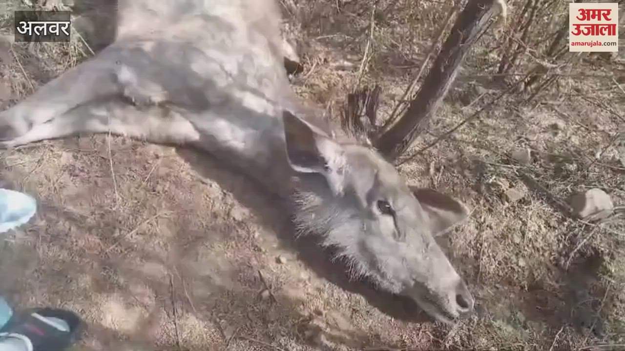 Alwar city is living in terror of panthers