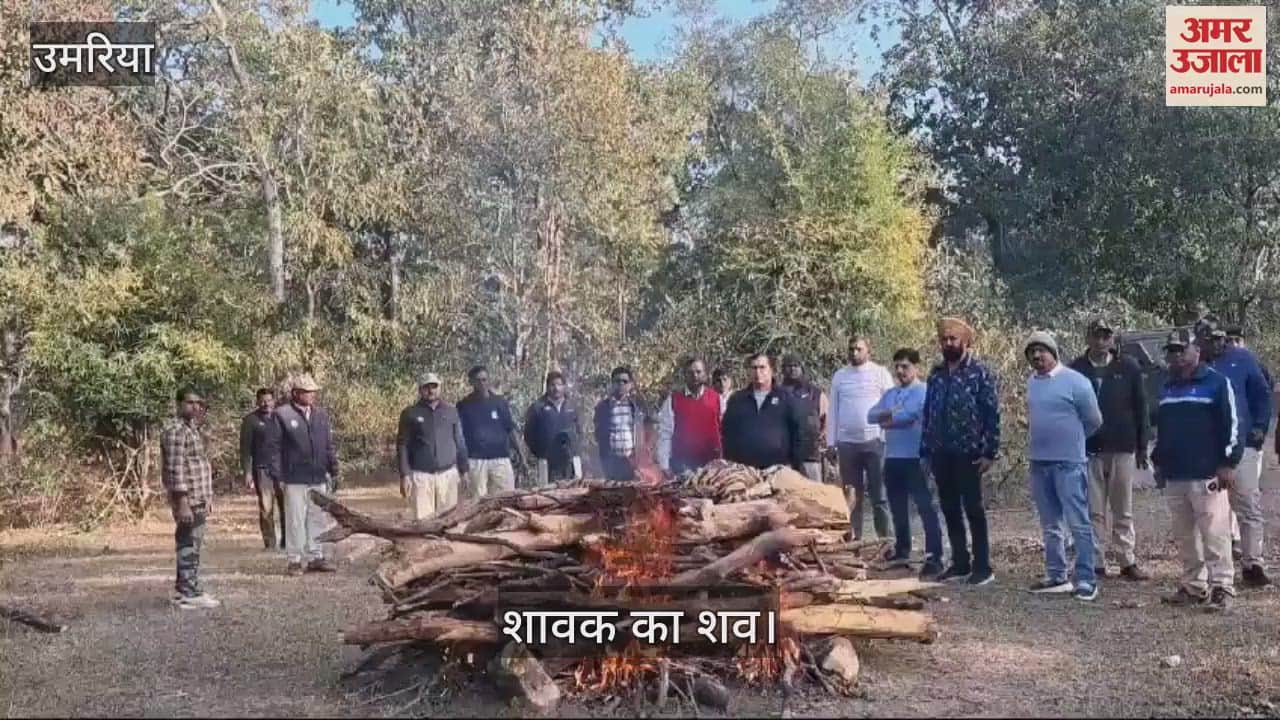 A tiger died, where the administration fought among themselves