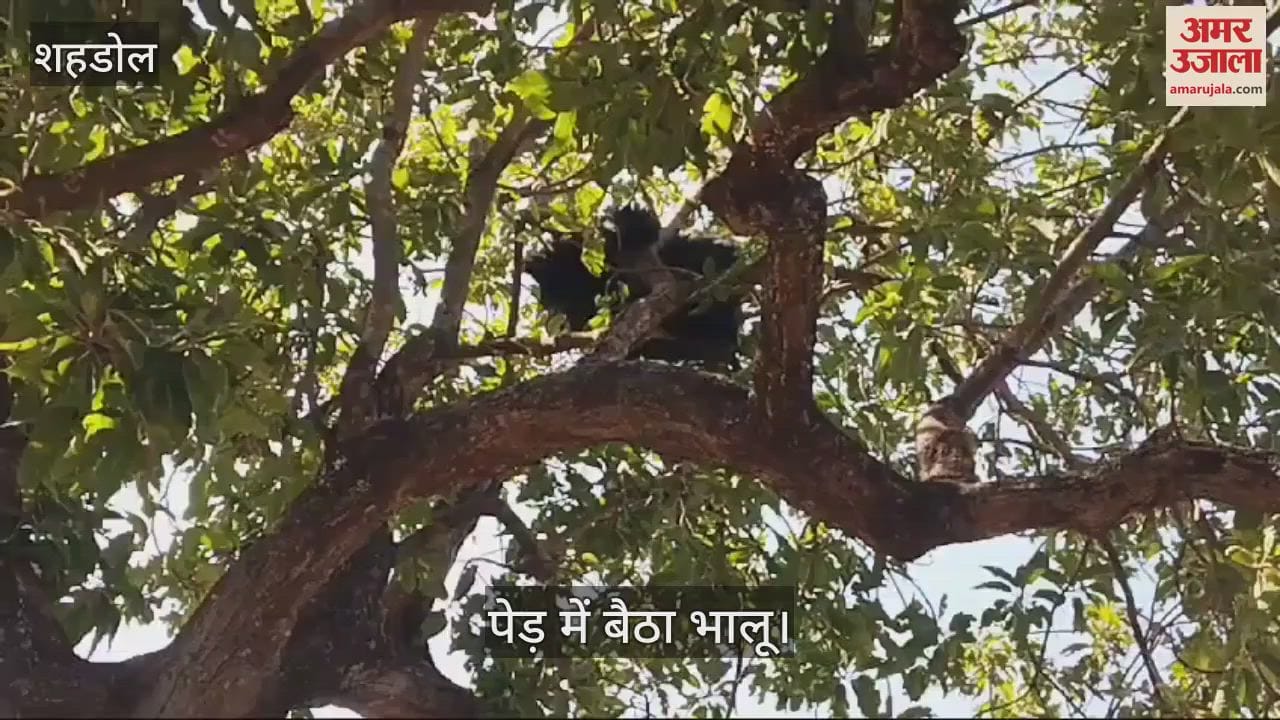 Shahdol News bear climbed tree to eat honey forest staff is proving unsuccessful in removing crowd gathered