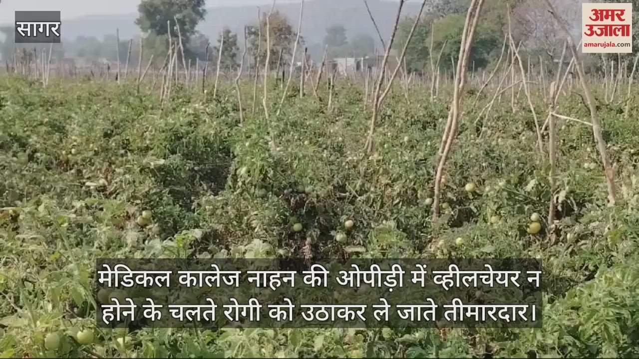 Tomatoes are being sold at throwaway prices, prices have fallen