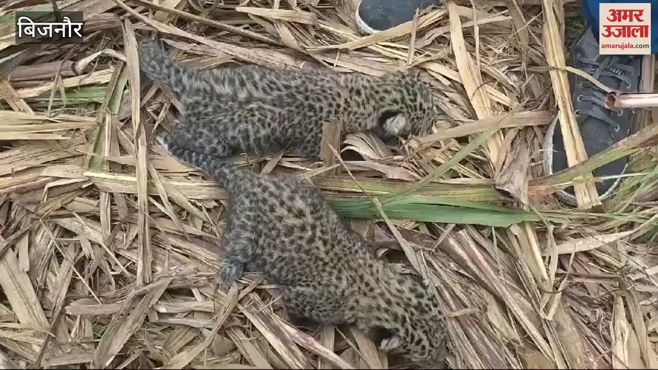 VIDEO : Bijnor: Two newborn cubs found in sugarcane field, villagers in panic due to fear of leopard nearby.