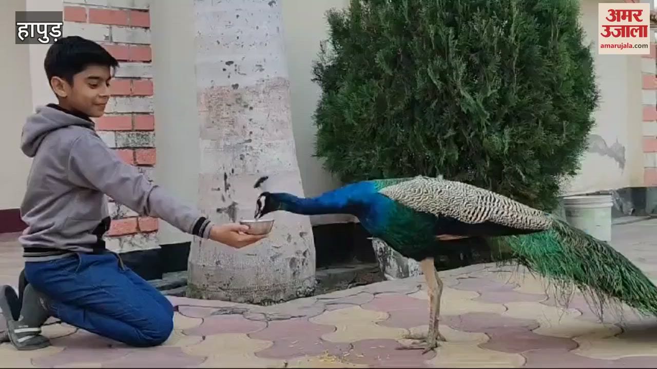 VIDEO : Peacocks come to a house in Hapur in morning to eat grains