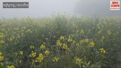 VIDEO : Dense fog engulfs Mahindergarh, minimum temperature drops