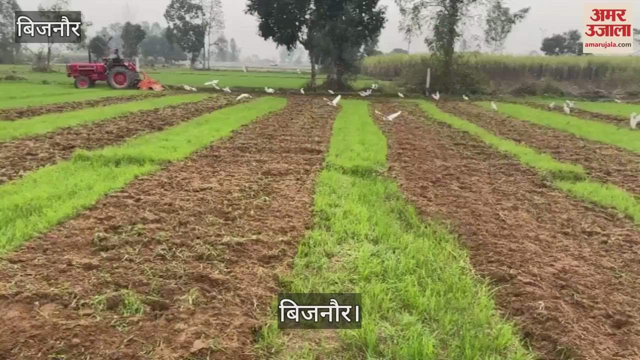 VIDEO : farmer ploughed four bighas of wheat crop in anger, he is angry about this