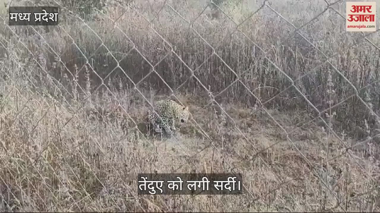 Katni Leopard Video leopard felt so cold in MP that it kept sitting even after seeing people forest department