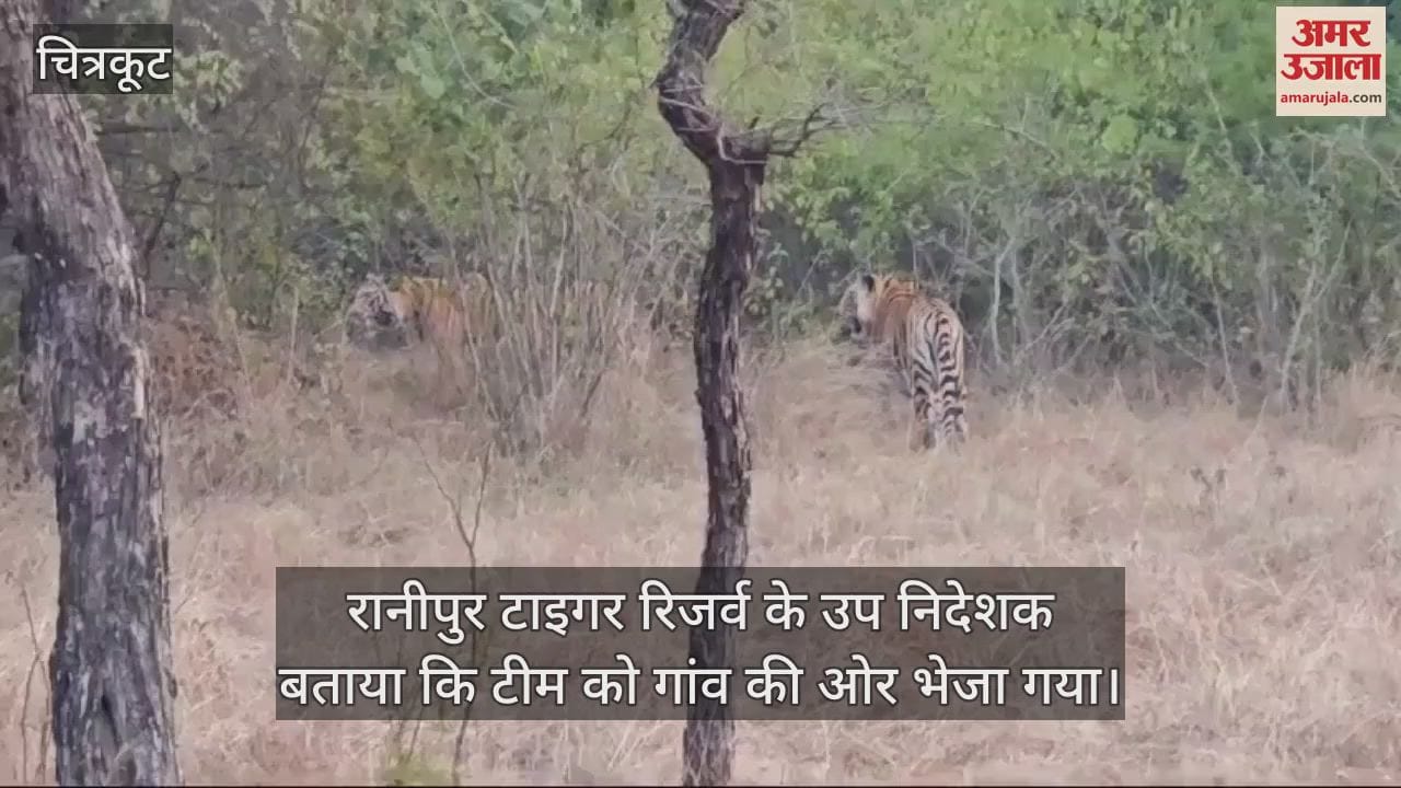 VIDEO : Tigers seen in the forest along the Manikpur Satna road, panic among villagers