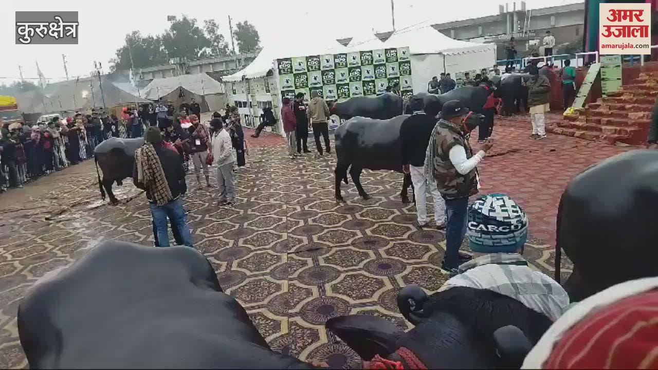 VIDEO : Four and a half year old Dharmendra reached the animal fair in Kurukshetra, drinks five liters of milk every day