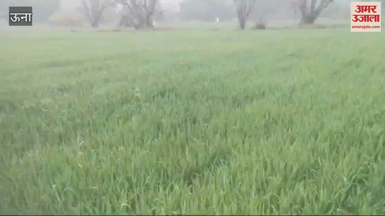 VIDEO : Rain in Una brought relief from fog farmers said a boon for crops