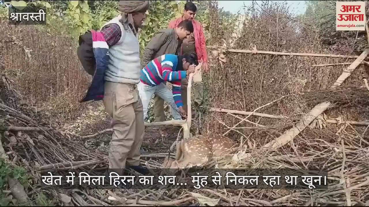 VIDEO : खेत में मिला हिरन का शव... मुंह से निकल रहा था खून, वन विभाग की टीम ने दो लोगों को हिरासत में लिया