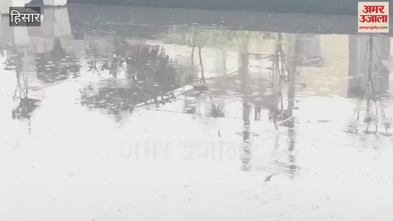 VIDEO : It rained for the third time in 16 days in Hisar, wheat and mustard crops will benefit