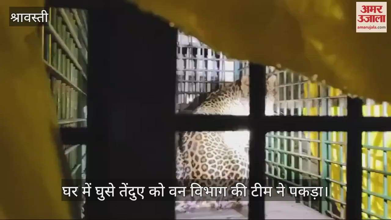 VIDEO : घर में घुसे तेंदुए को वन विभाग की टीम ने पकड़ा, रात पिंजरे में रहा कैद