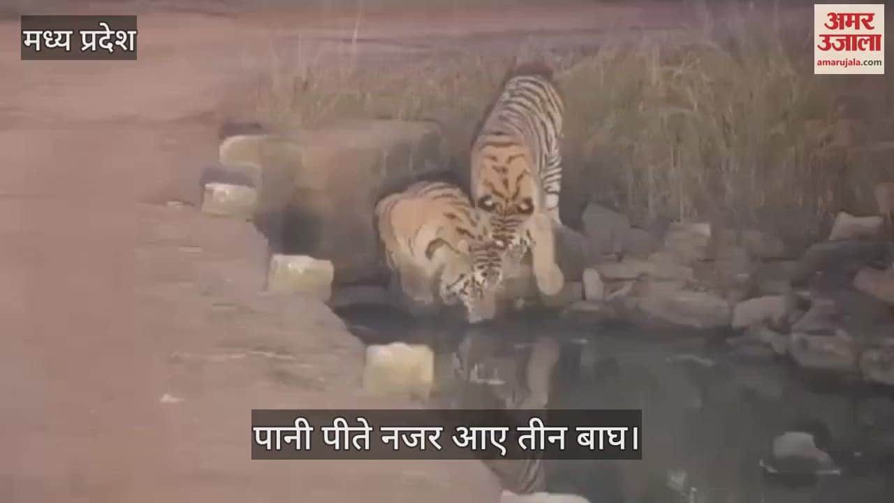 Panna Tiger Reserve Video Three tigers were seen drinking water together tourists captured scene on camera