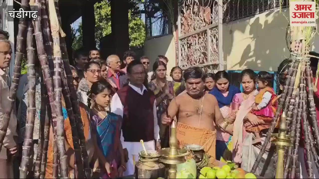VIDEO : Pongal celebration in Chandigarh