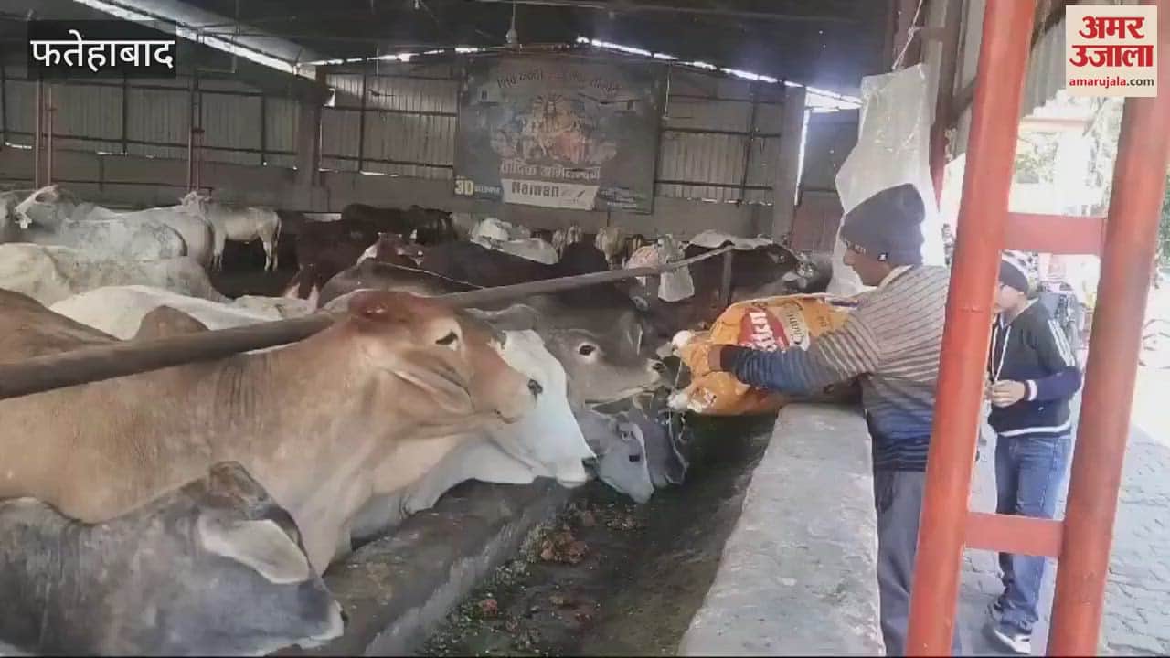 VIDEO : Makar Sankranti festival was celebrated with great pomp in Fatehabad, Savamani Prasad was offered in cowshed