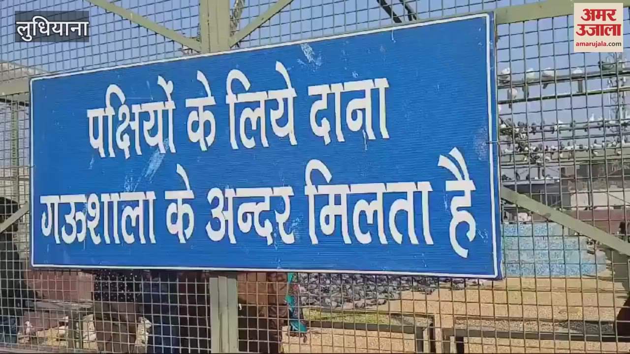 VIDEO : On Makar Sankranti in Ludhiana, people fed birds in Gaushala