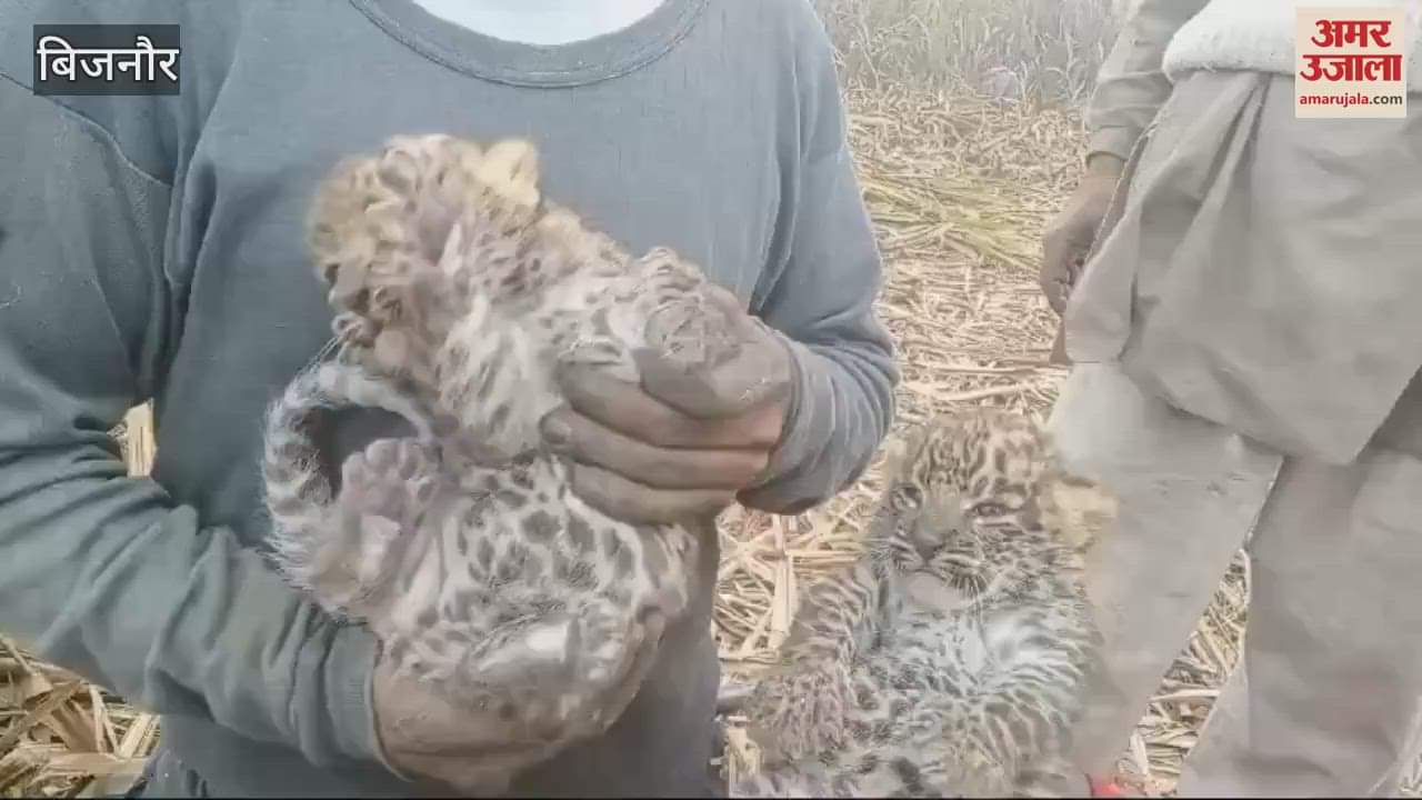 VIDEO : Bijnor: leopard gave birth to two children in the field