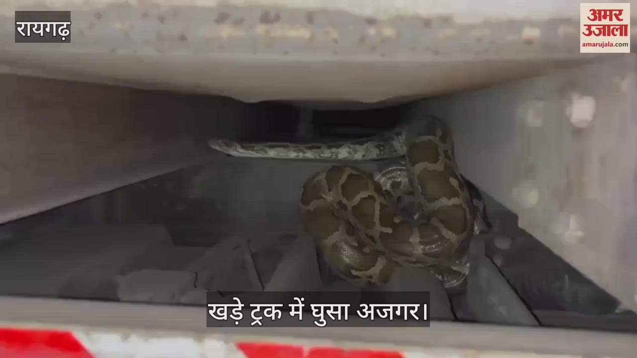 VIDEO : There was chaos in Raigarh when a python entered a parked truck