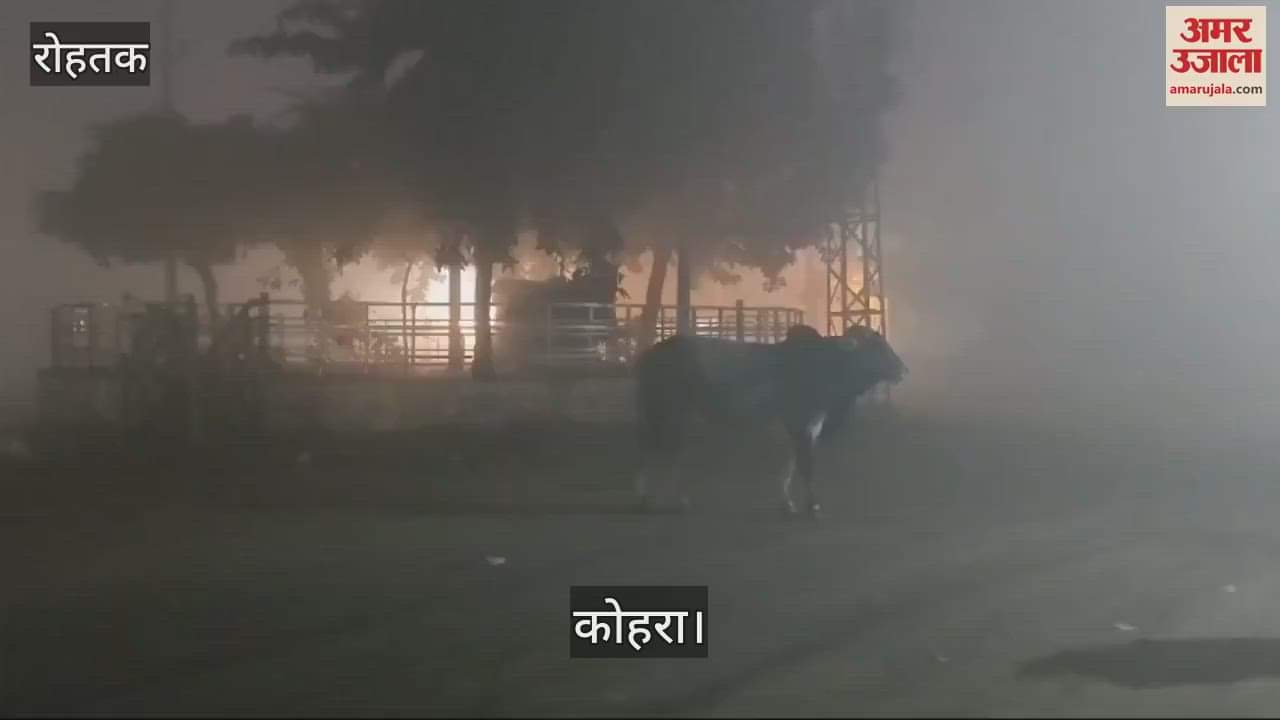 VIDEO : Heavy fog wreaks havoc in Rohtak, stray animals on the road pose a danger