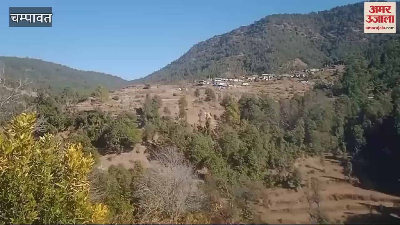 VIDEO : चंपावत में बाघ की दस्तक से दहशत, जंगल में बाहर दिखने पर बुजुर्ग होने की जताई आशंका