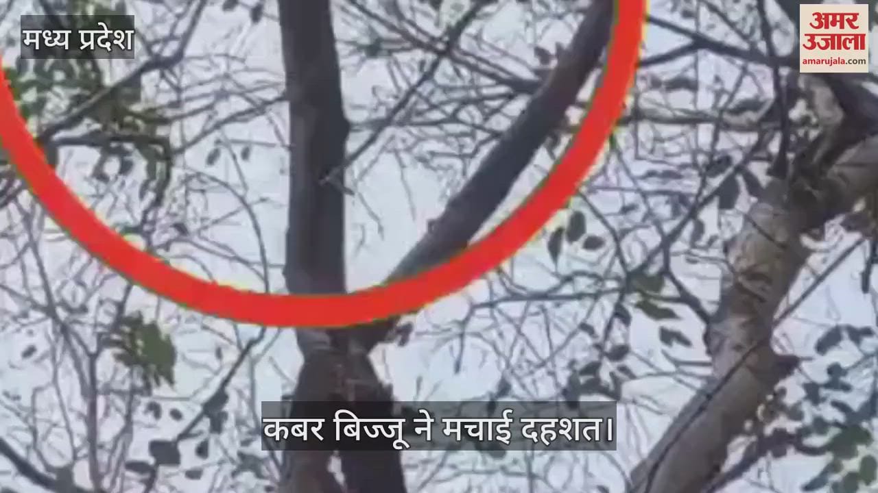 Chattarpur Grave Mongoose Video Omnivorous animal created panic seen in herd behind DFO office