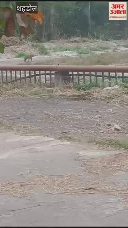 Forest department threatened the person who made the video of an animal looking like a tiger viral