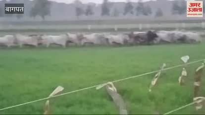 VIDEO : Baghpat: Herd of 70-80 destitute animals destroying crops