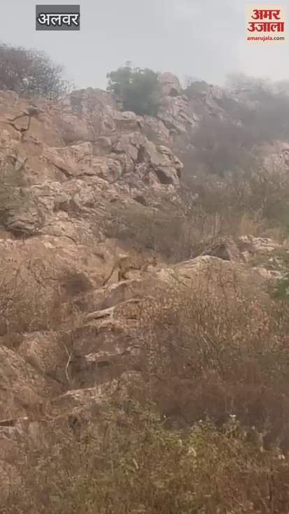 Alwar News: Two panthers seen again on the hill of Mansa Devi temple
