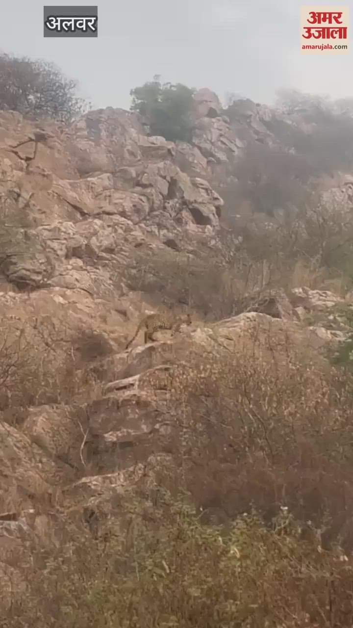 Alwar News: Two panthers seen again on the hill of Mansa Devi temple