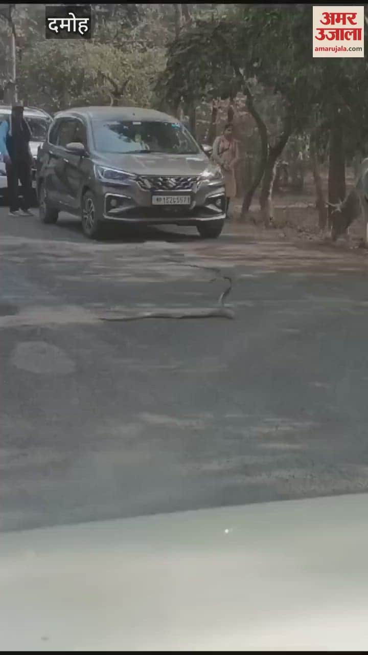 Damoh A black cobra stopped a convoy of passersby on Damoh Jabalpur State Highway